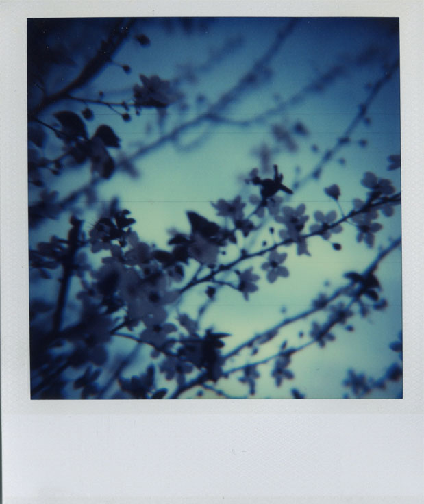 polaroid blue haze blossoms