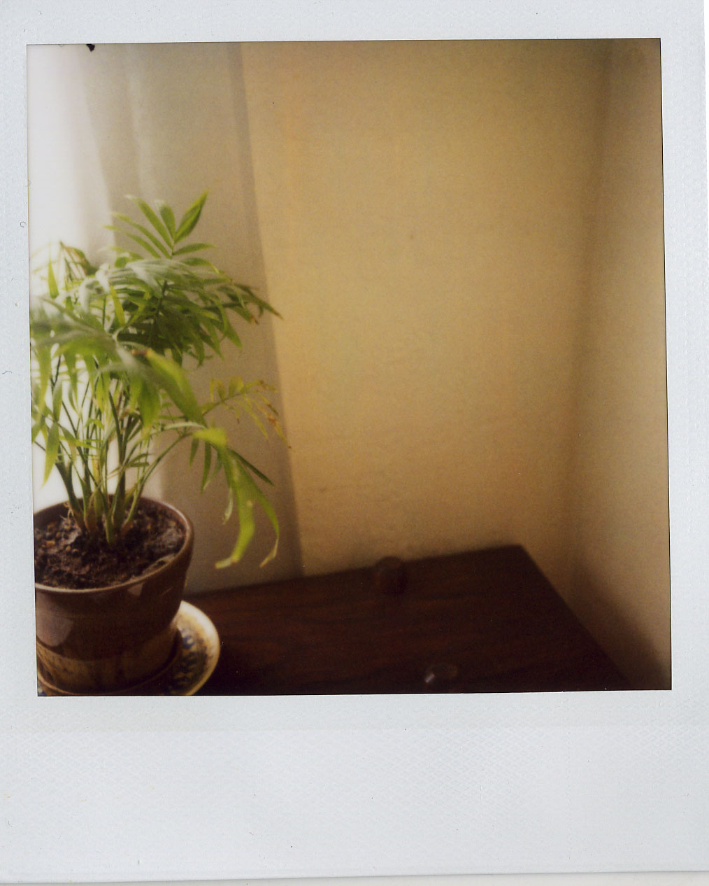polaroid potted plant