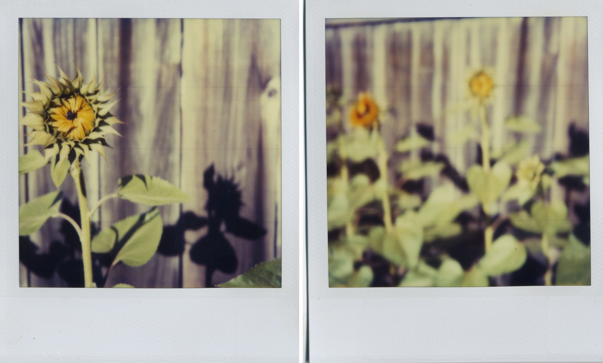 polaroid sunflowers