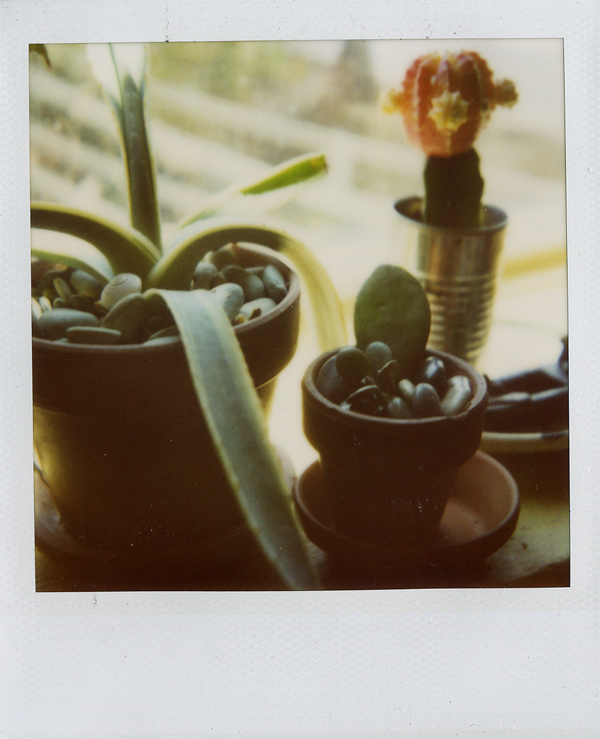 polaroid windowsill of plants
