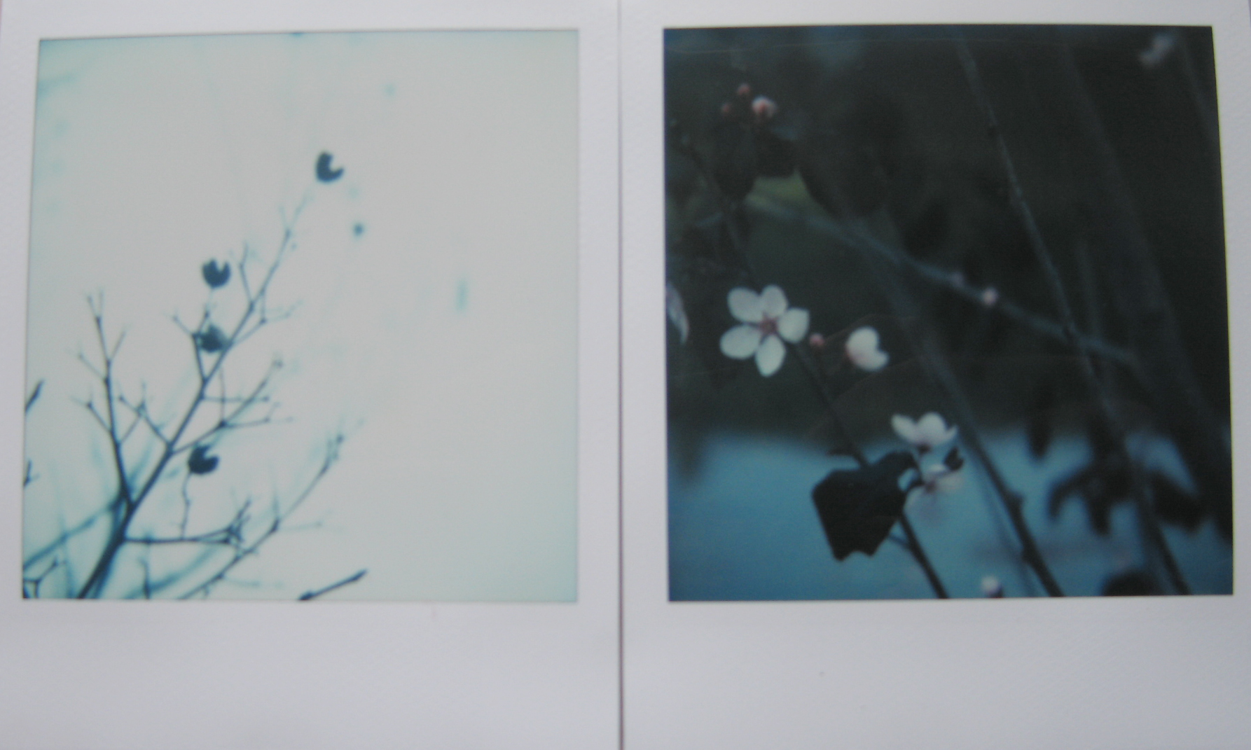 polaroid winter spring