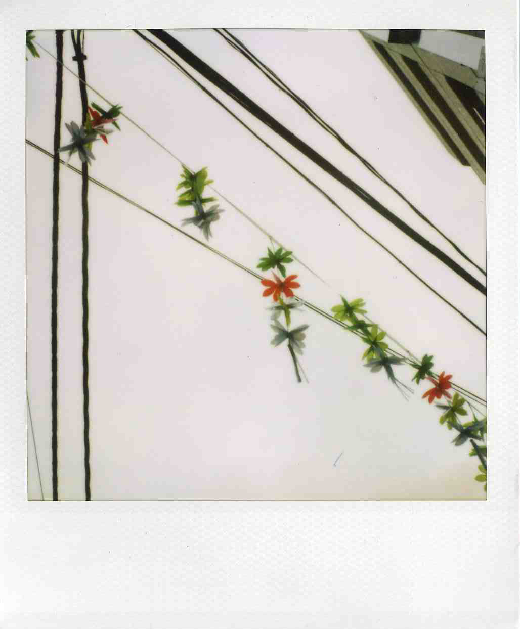 polaroid garland in japan