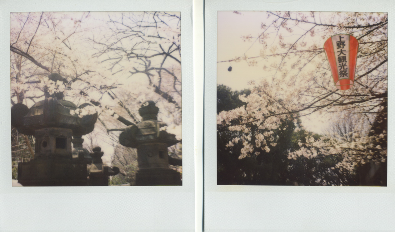 polaroid ueno cherry blossoms japan