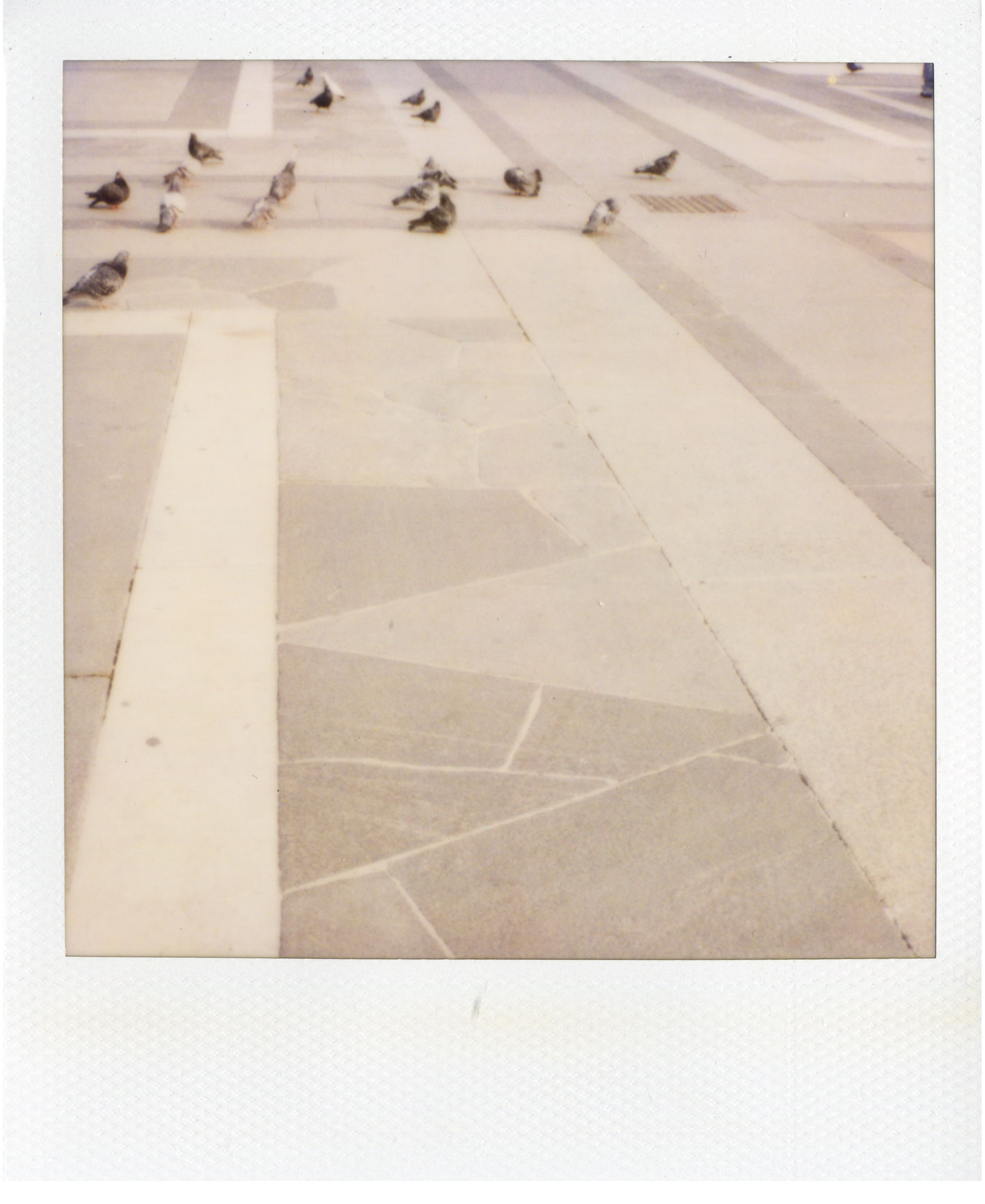 polaroid Duomo Pigeons