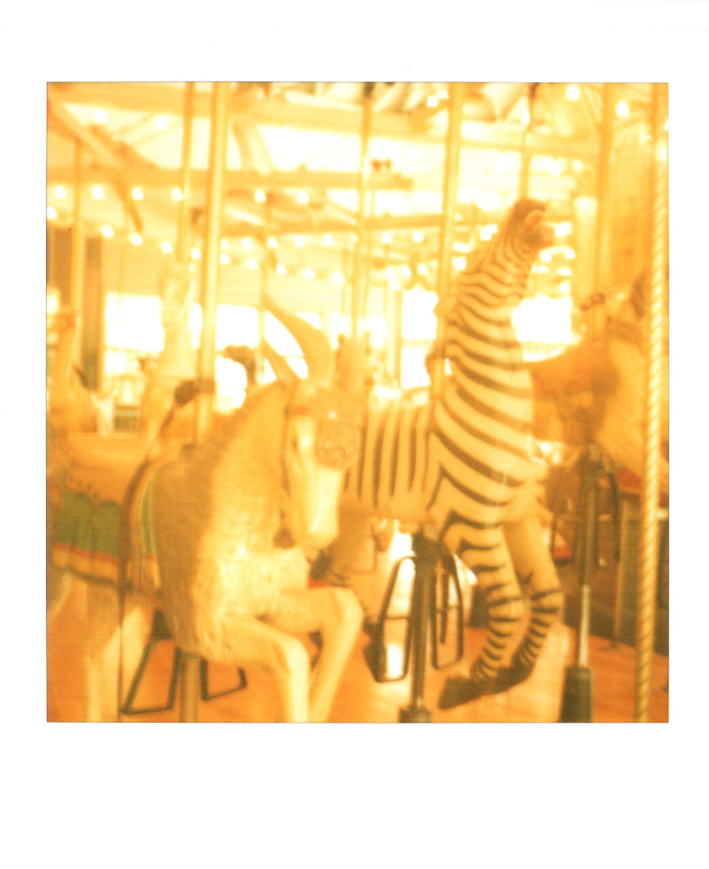 polaroid carousel zebra
