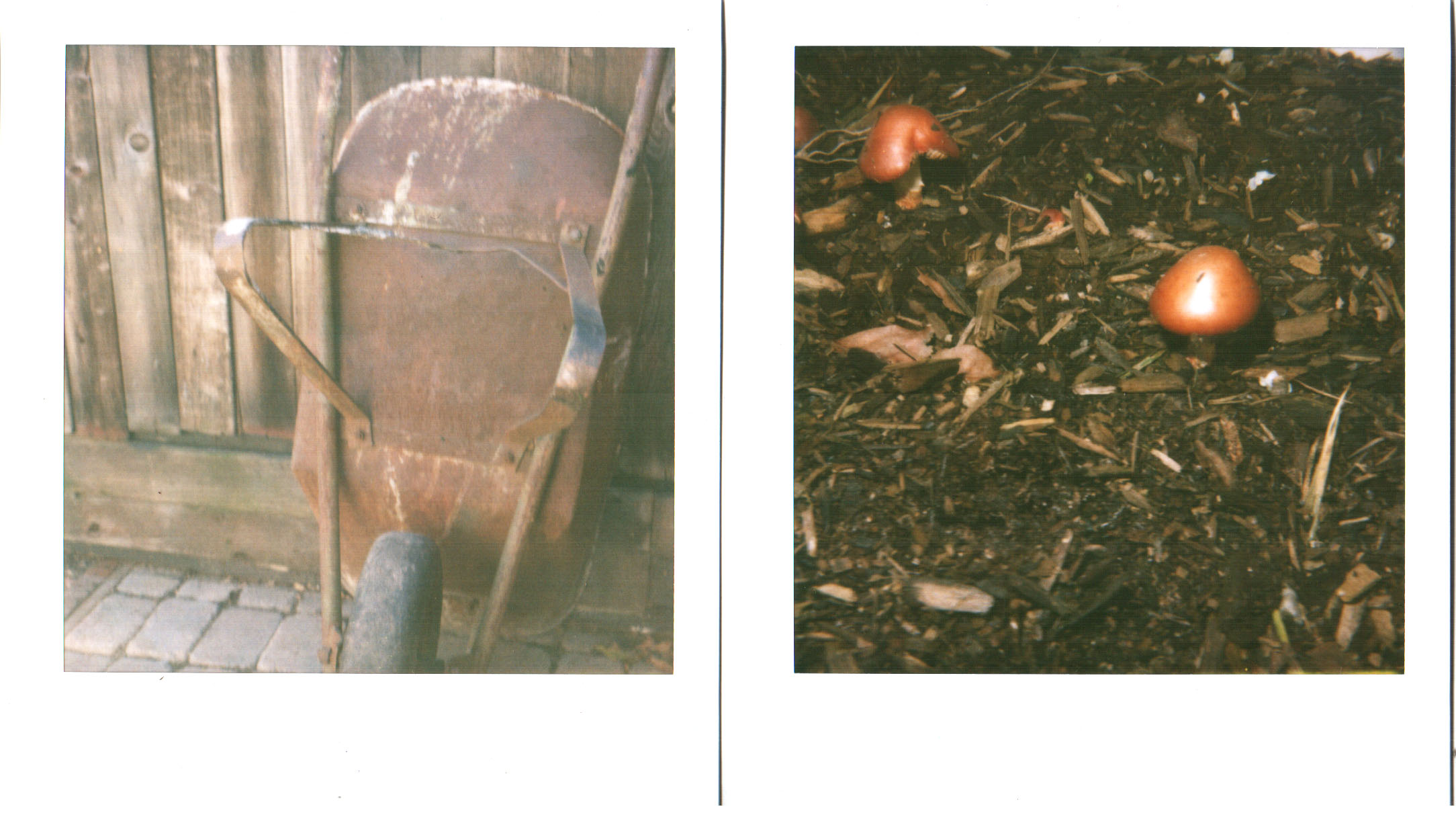 polaroid wheelbarrow and mushrooms